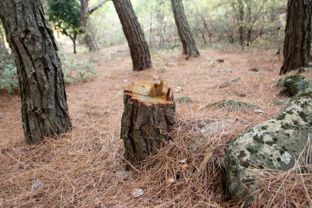 How Our Tree Care Process Works  in  Sapulpa, OK